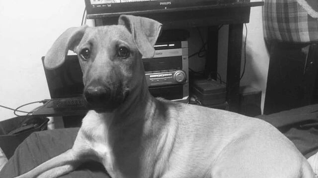 Perrito Kokoro muere por ataque con arma de fuego