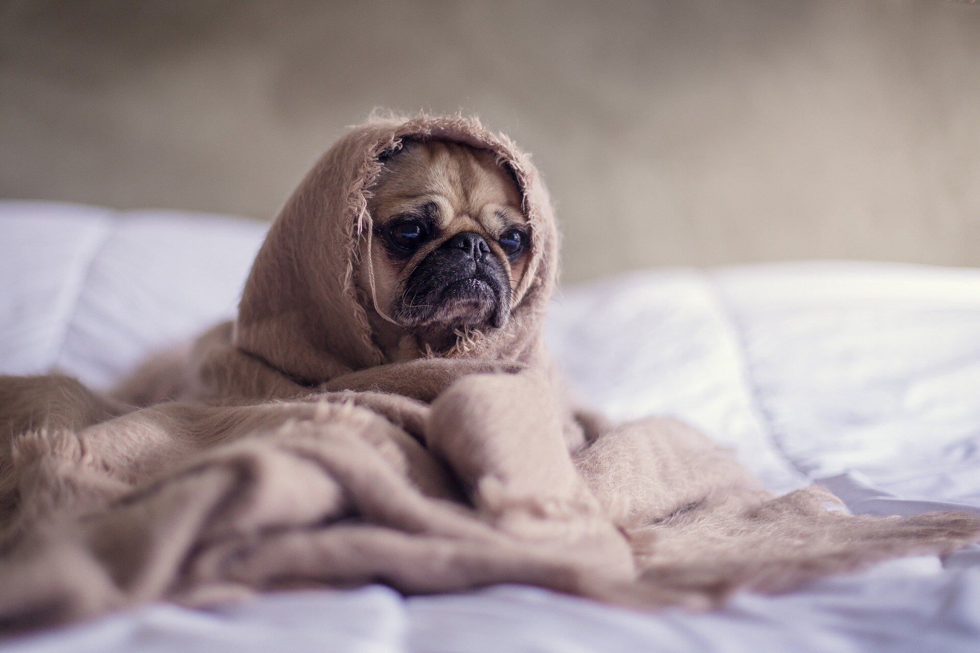 Perro pug