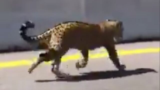 Jaguar sobre autopista
