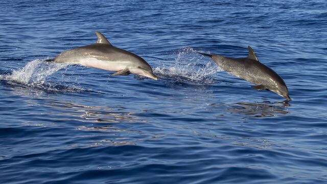 Delfines