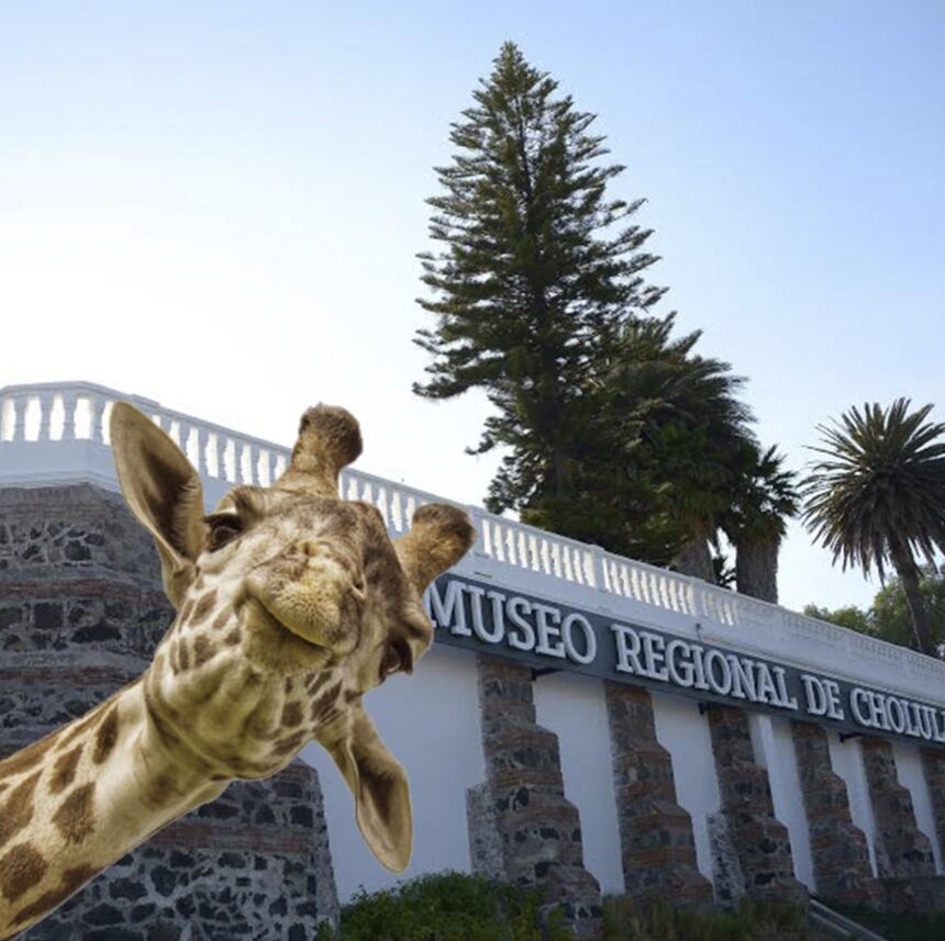 Memes de la Jirafa Benito