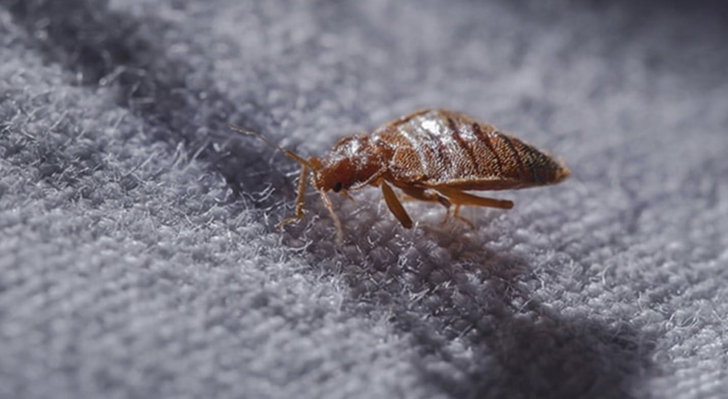 Super chinches en Japón; esto se sabe | Imagen de referencia