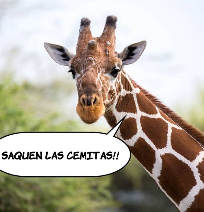 Memes de la Jirafa Benito