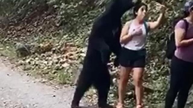 Oso negro en el parque de Chipinque