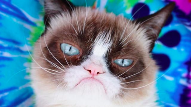 Grumpy Cat