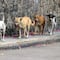 Envenenamiento masivo de animales en Durango: Esto se sabe de este atroz crimen
