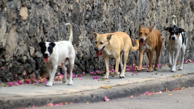 Envenenamiento masivo de animales en Durango: esto se sabe | Imagen de referencia