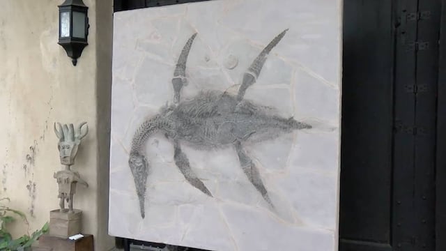 Mauriciosaurus Fernandezi, fósil de plesiosauro