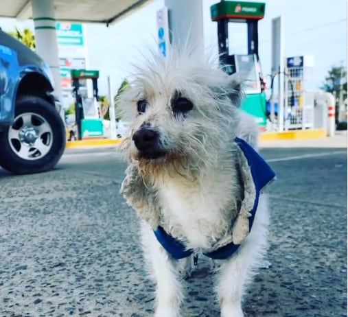Gasolín, el famoso perrito de una gasolinera en Baja California, fue asesinado