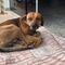 Perrito espera afuera de un hospital; no sabe que su dueño murió