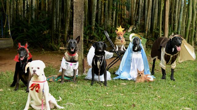 Perritos en pastorela