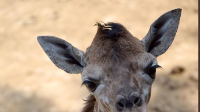 Nace una jirafita en Chapultepec