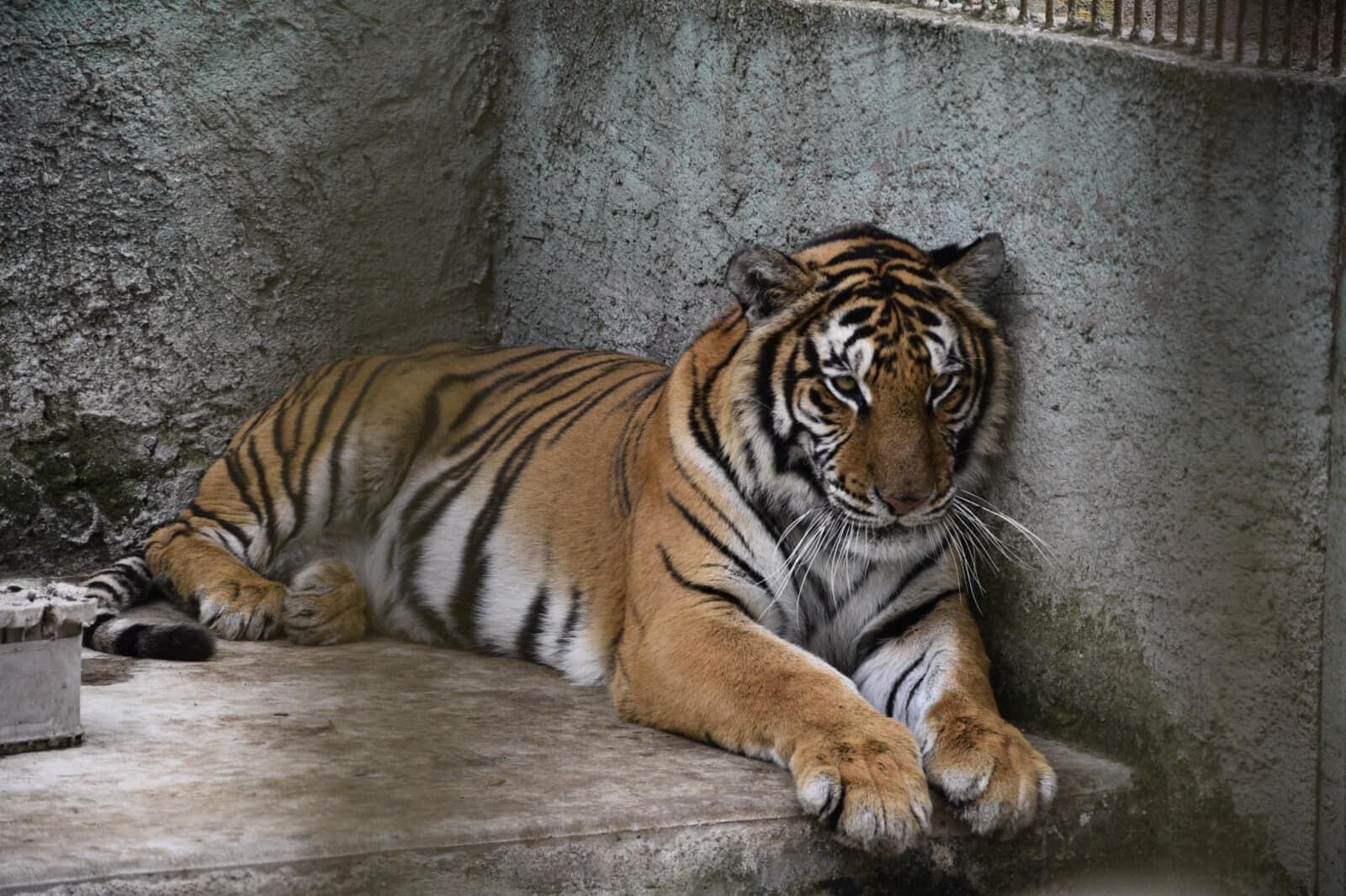 Los animales exóticos que encontraron en posesión de Francisco Torres Palacios