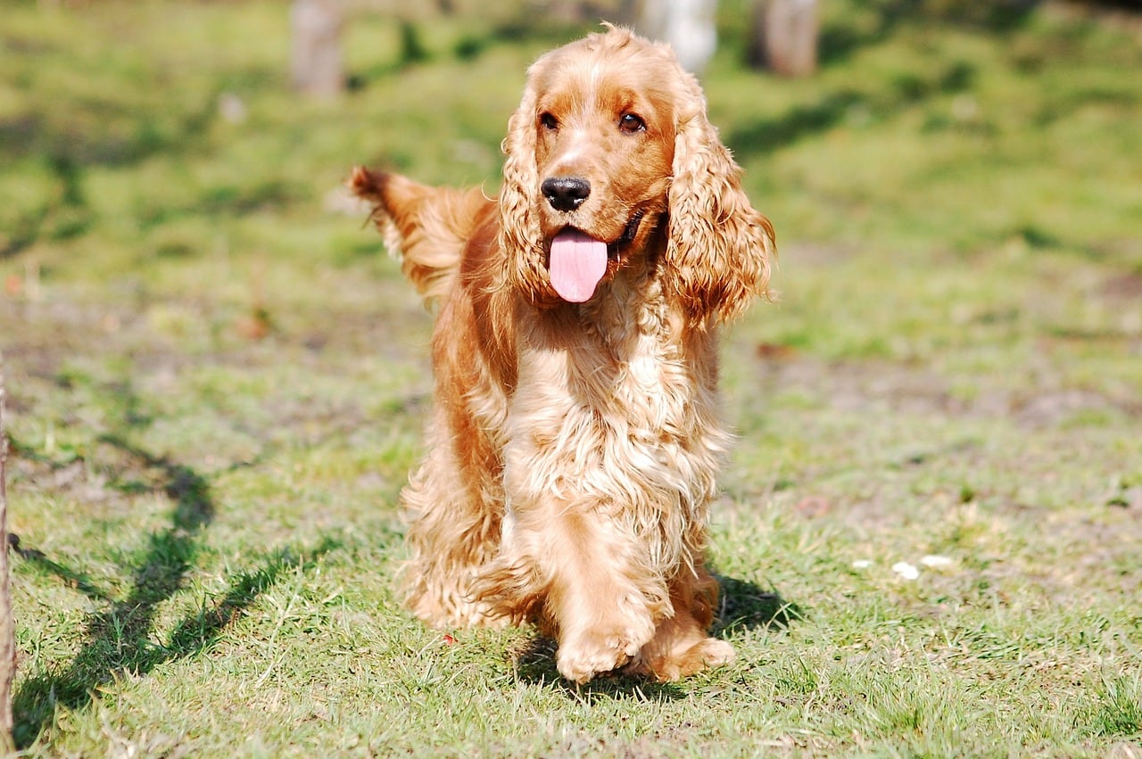 Cocker spaniel dorado