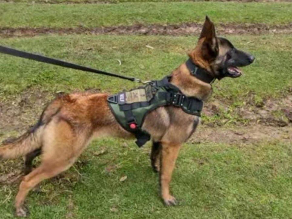 Wilson, el perro rescatista perdido en la selva de Colombia.