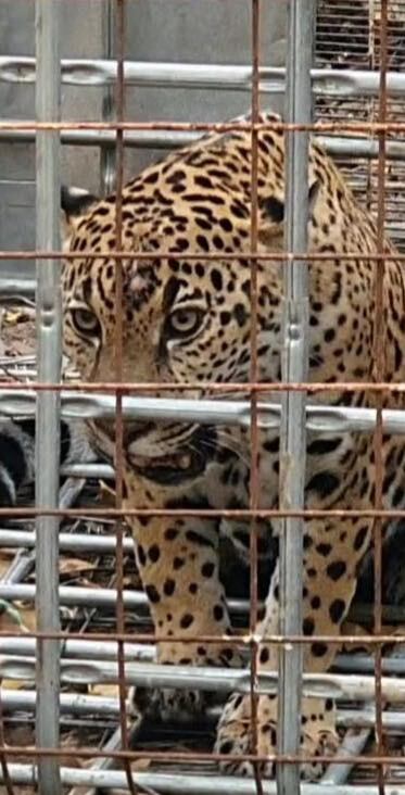 Jaguar capturado