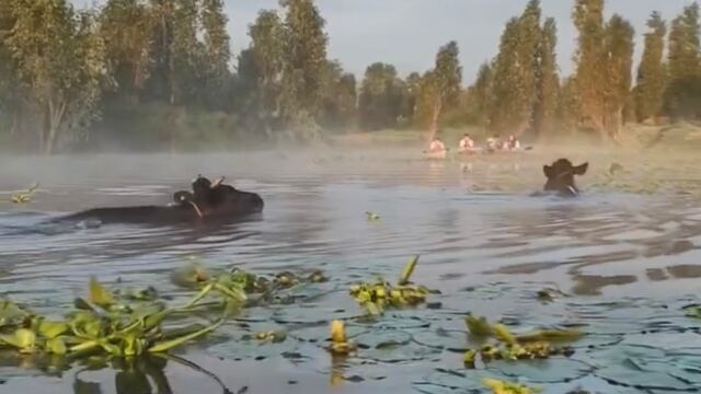 Este es el video de las vacas nadando en Xochimilco