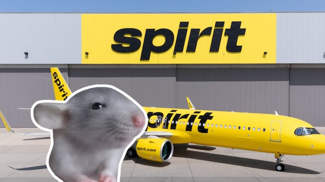 Roedor en vuelo de Spirit Airlines