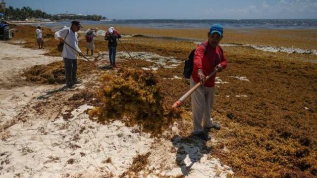 Sargazo en Quintana Roo.