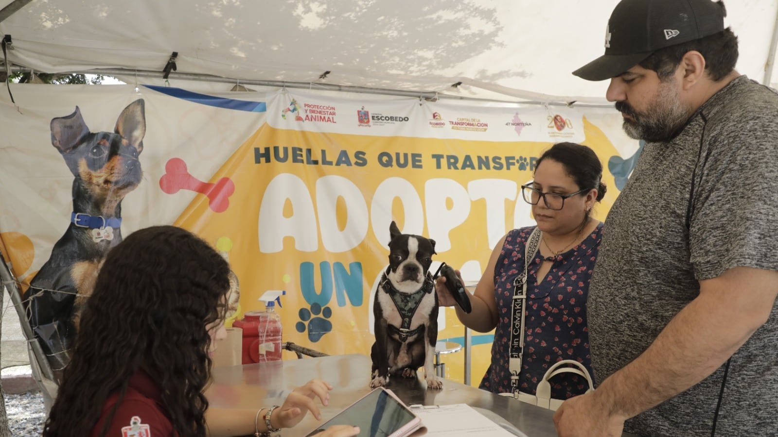 Perros de la calle entre el olvido y la crisis sanitaria