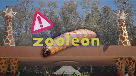 Alerta en el Zoológico de León: confirman casos de gusano barrenador en animales