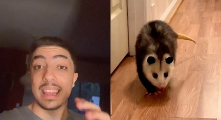 gato, Tiktok