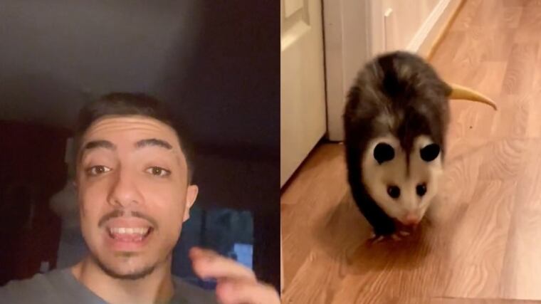 Su hermana adoptó borracha un “gato” y exhibe en video de TikTok qué animal era