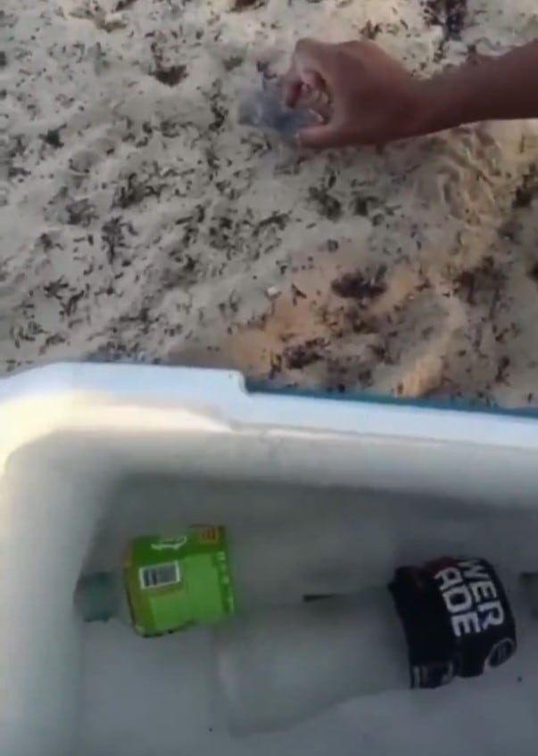 Playa del Carmen investigan a tres jóvenes maltrato tortuga marina