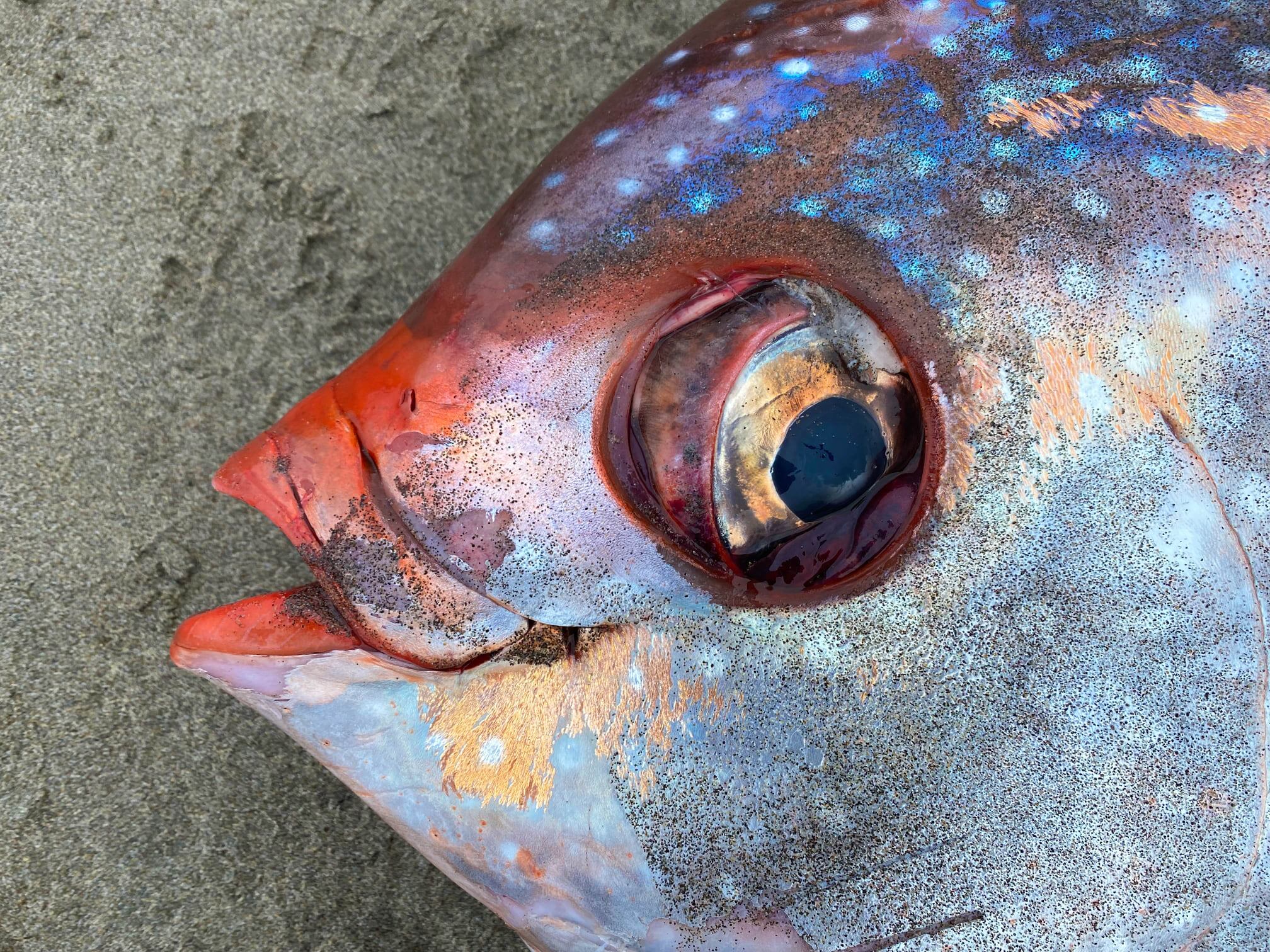 Pez Opah en las costas de Oregon