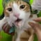 Celebran a gatito con fiesta temática del ‘Chavo del 8’ (VIDEO)