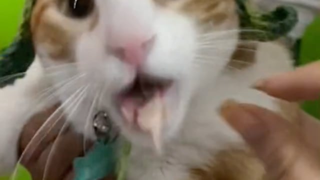 gatito con fiesta temática del ‘Chavo del 8’