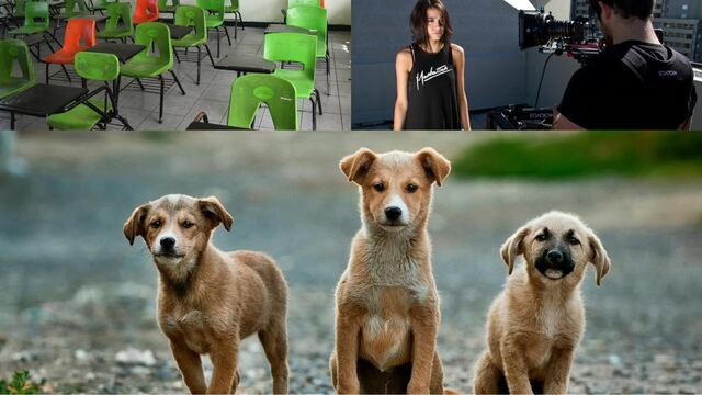 Este 26 de agosto es el regreso a clases 2024, Día Internacional de la Actriz y del Actor, Día del Perro aunque no en México