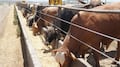Sonora suspende exportación de ganado a Estados Unidos por posible fiebre aftosa
