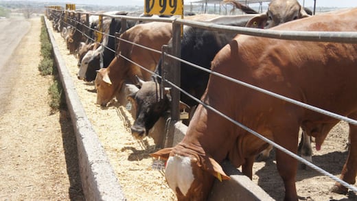 Sonora suspende exportación de ganado a Estados Unidos por posible fiebre aftosa