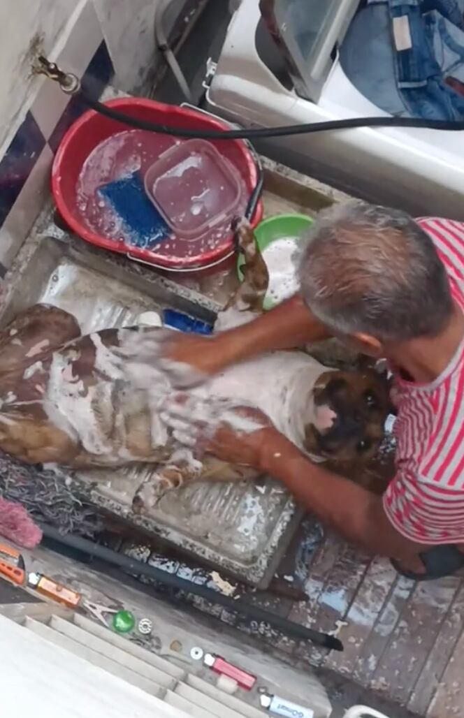 Video de perrito en lavadero de TikTok