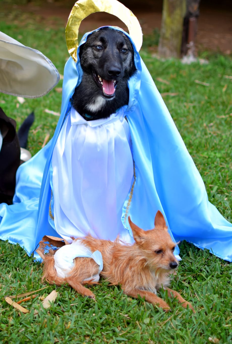 Perritos en pastorela