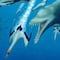 Llenos de colmillos: Así eran los delfines hace 25 millones de años
