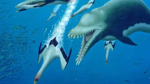 Delfines con dientes en forma de colmillos