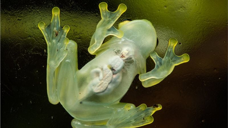 Rana Cristal