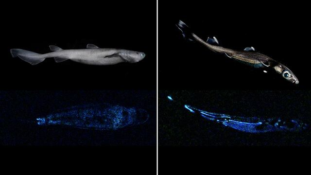 Tiburón bioluminiscente