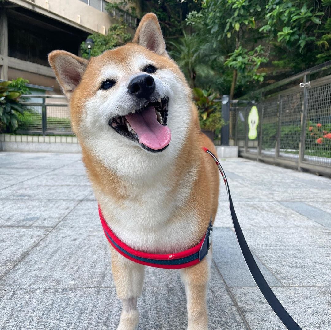 Cheems, el perrito de los memes