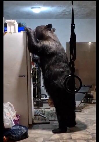 Oso en dos patas en San Pedro Garza García.