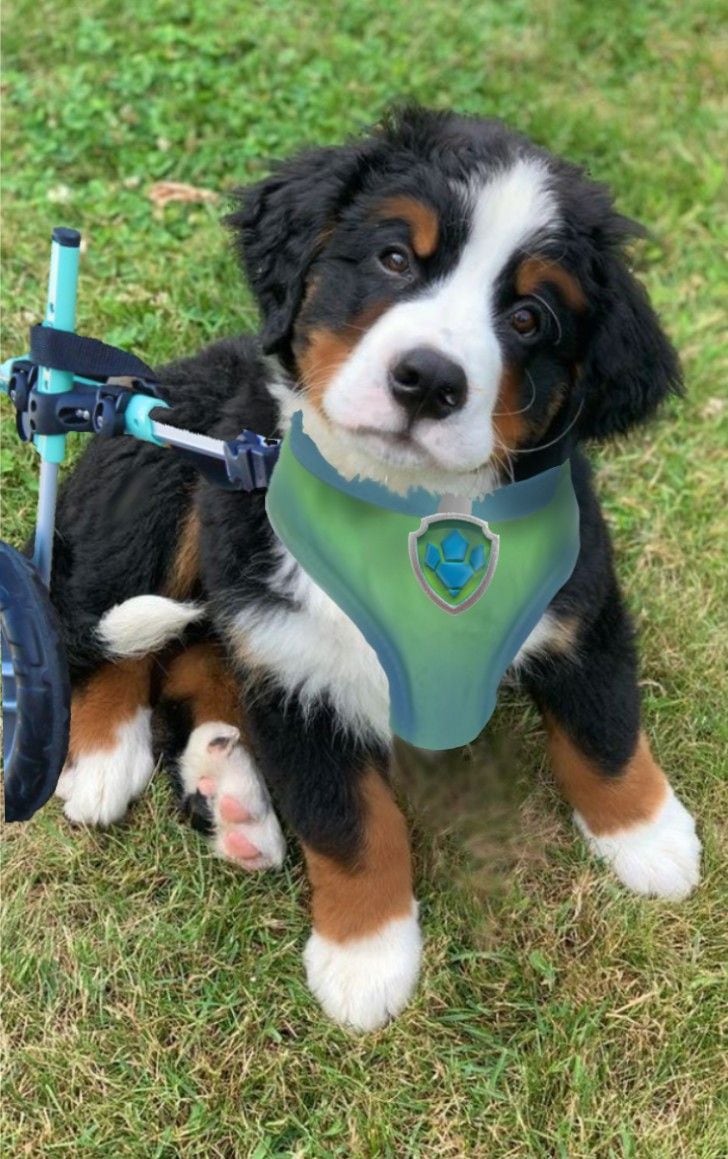 Fondos de pantalla de Rex, el cachorro de Paw Patrol en silla de ruedas