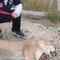 Posan con puma muerto; Profepa interpone denuncia