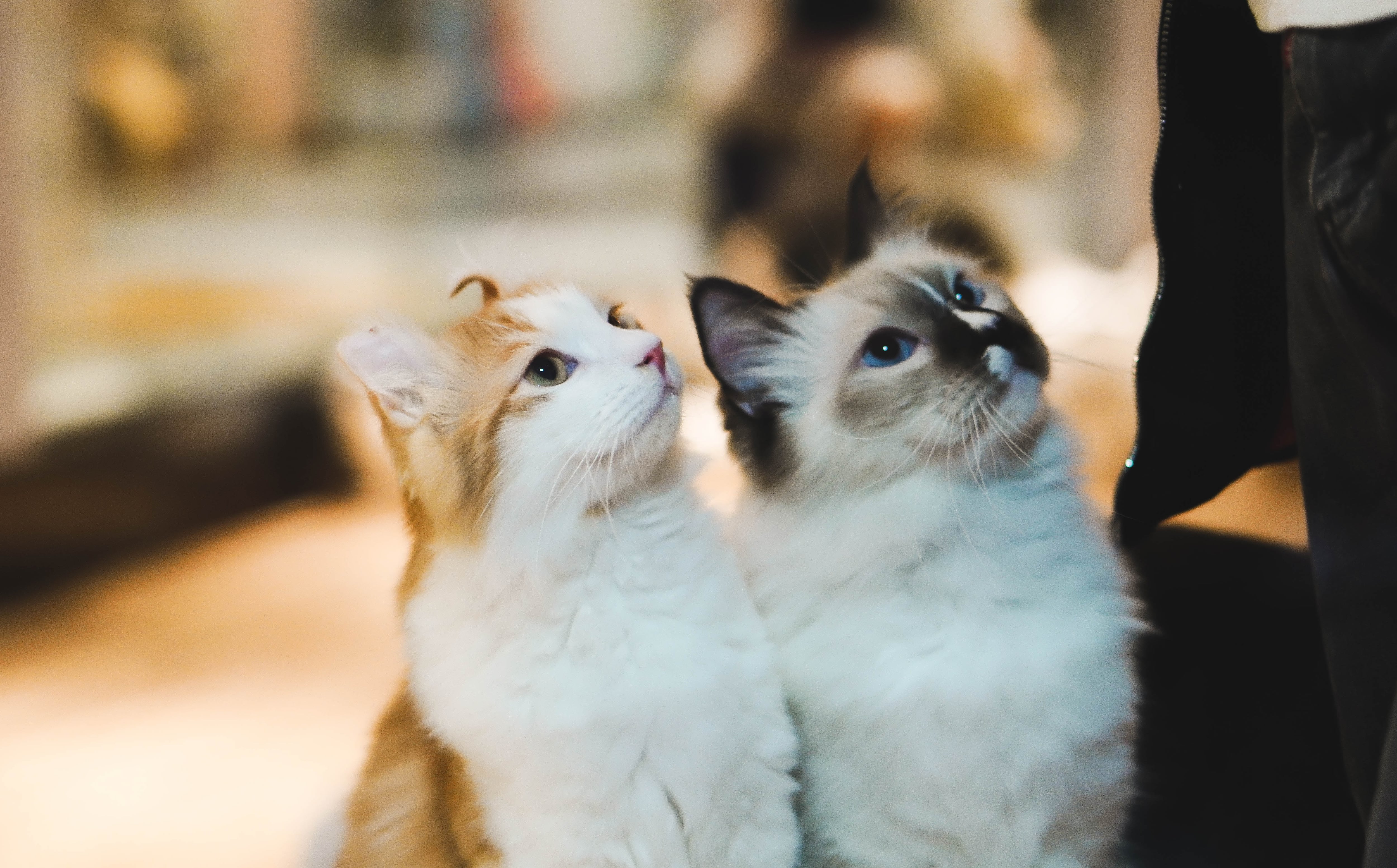 Gatos