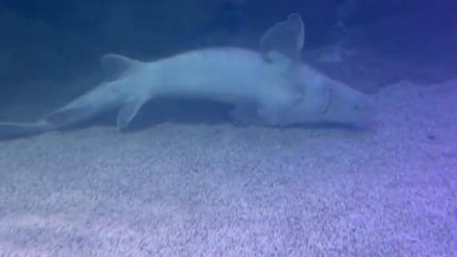 Denuncian maltrato animal en Acuario Inbursa