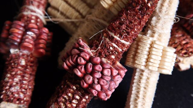 Maíz (imagen ilustrativa).