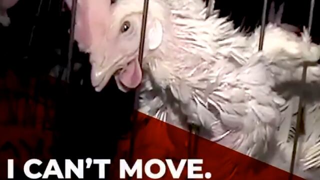 The Humane League (THL) contra gallinas enjauladas.