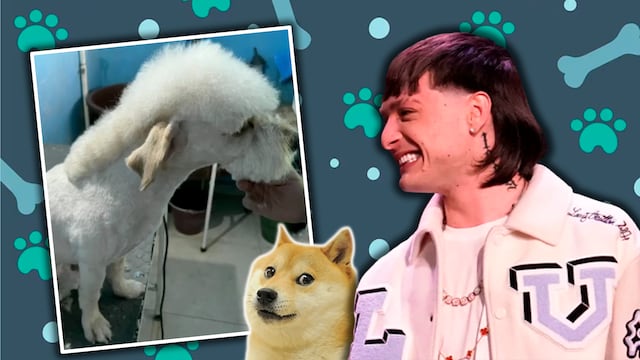 Corte de Peso Pluma en perros