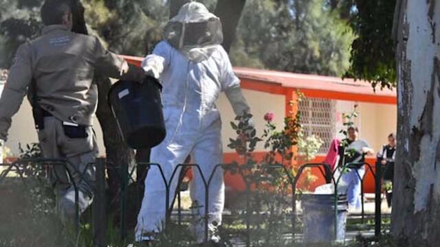 enjambre de abejas